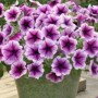 Opera Suprime Purple Vein